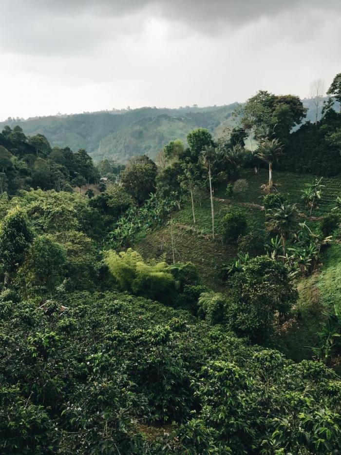Quindio, a coffee-producing region, was one of the most affected by the armed conflict. Photo by Reiseuhu on Unsplash.