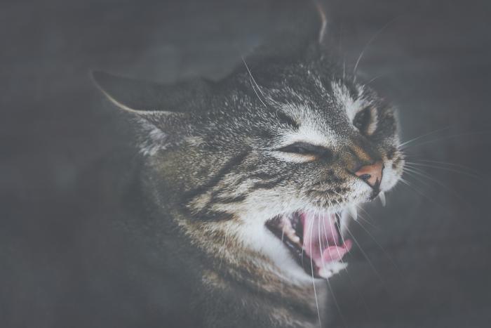 cat ready to attack