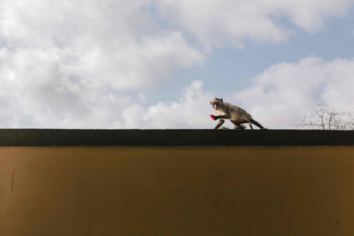 monkey stealing something