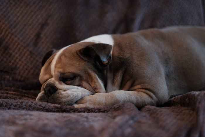 dog