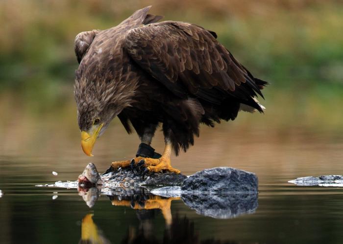 eagle eating fish