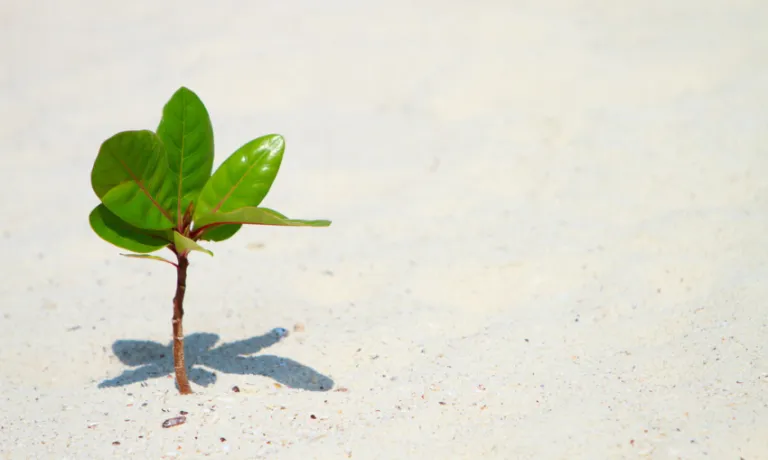 Young plant growing on beach
