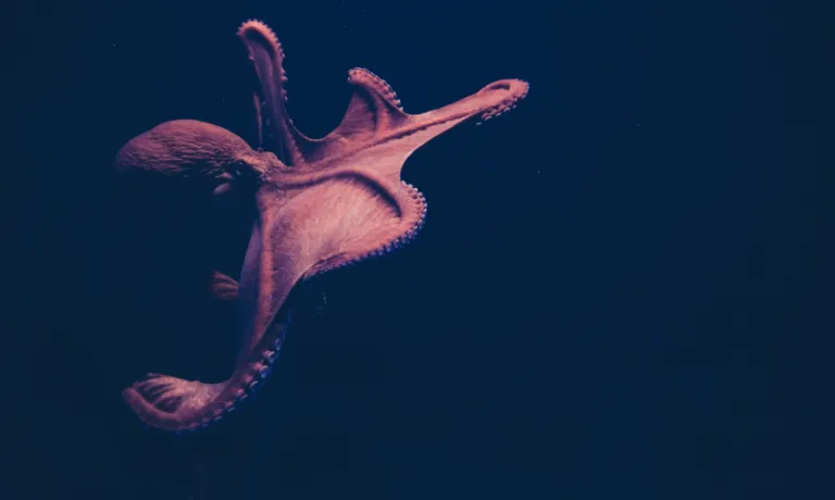 octopus in dark waters