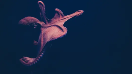 octopus in dark waters