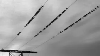 Picture of birds on cables.