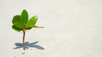 Young plant growing on beach 